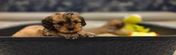 Cavapoo dogs for sale: Beautiful Cavapoo Puppies – Ready from 7th March - Advert 17