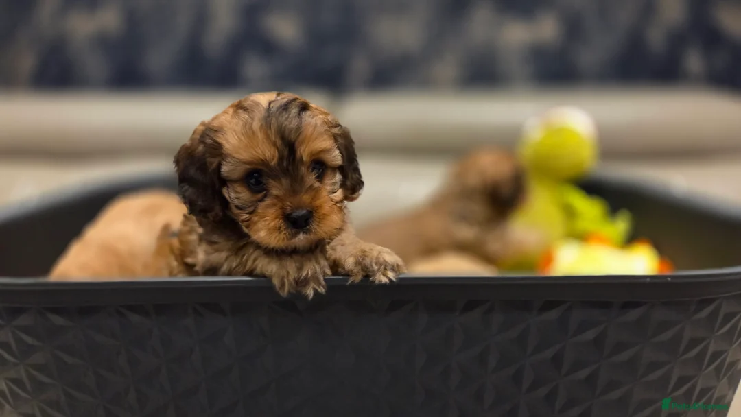 Cavapoo dogs for sale: Beautiful Cavapoo Puppies – Ready from 7th March - Advert 17