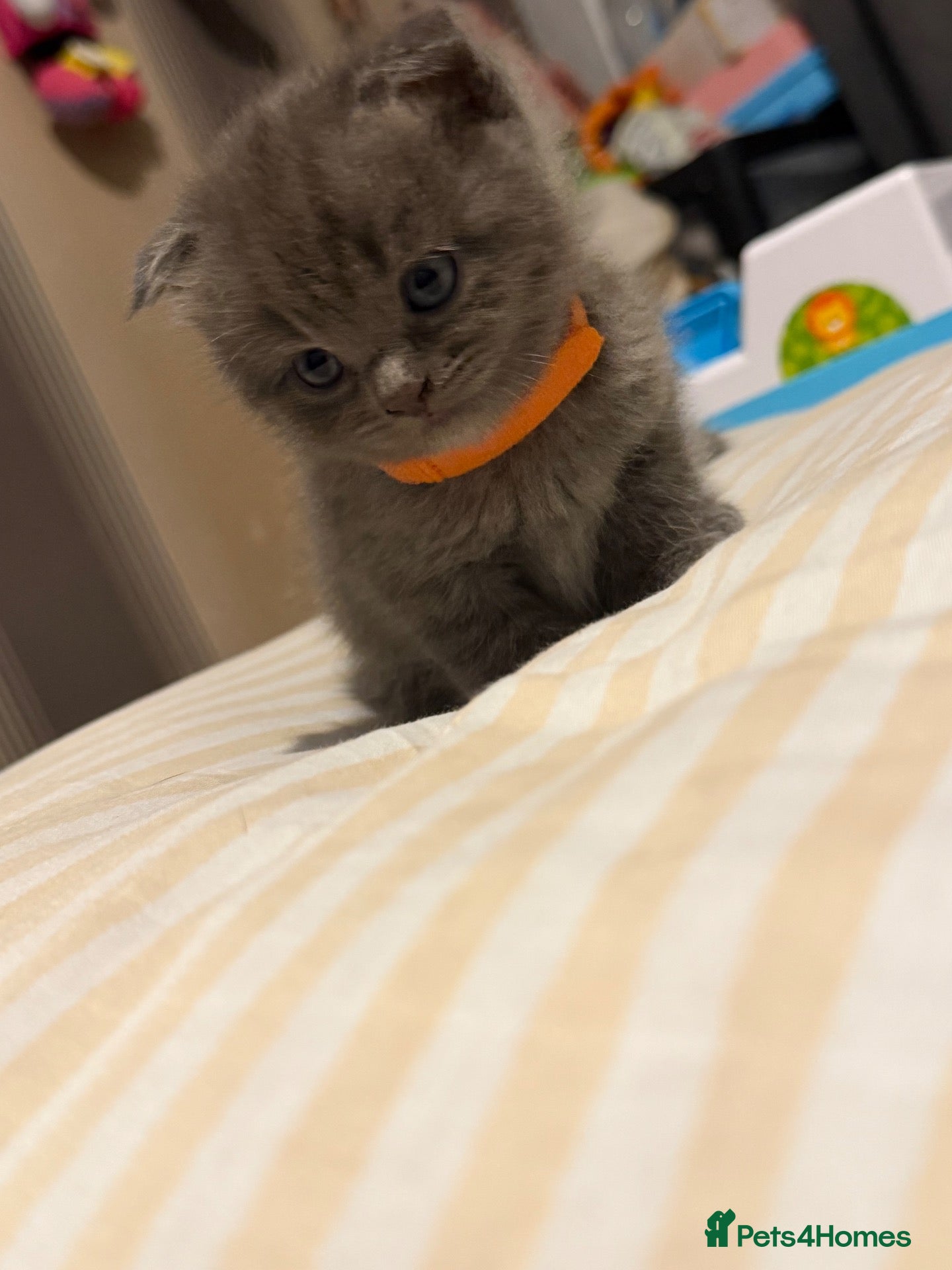 Scottish Fold cats FLUFFY GREY SCOTTISH FOLD FEMALE - Advert 1