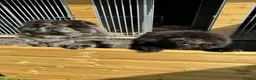 Chow Chow dogs for sale: Chow Chow pair - must stay together - Advert 1