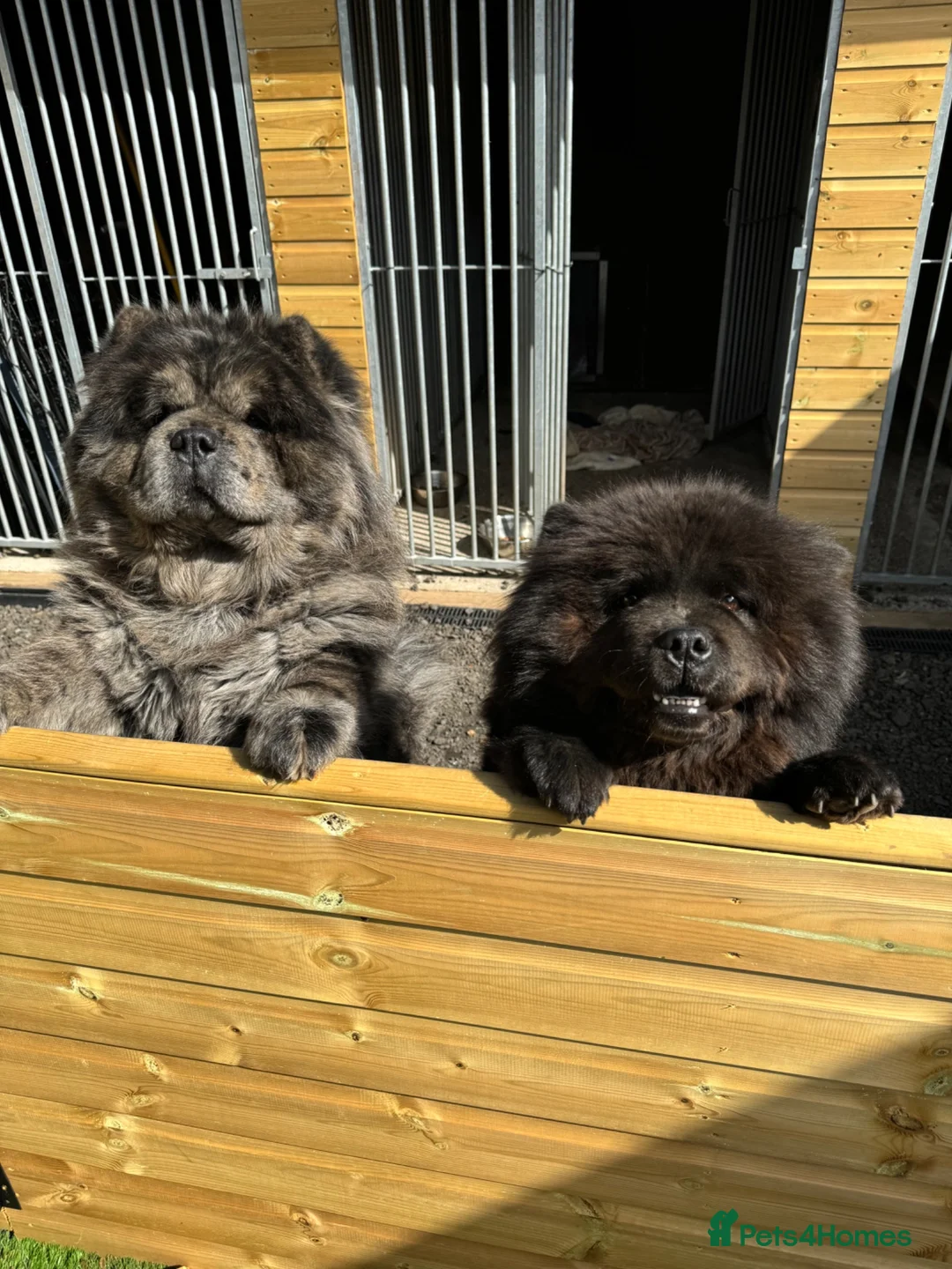 Chow Chow dogs for sale: Chow Chow pair - must stay together - Advert 1