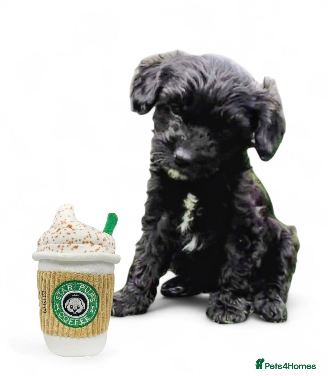 Cavapoo dogs ❤️Stunning Black/white Girl❤️F1 Cavapoo❤️HealthTes - Advert 12