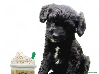 Cavapoo dogs ❤️Stunning Black/white Girl❤️F1 Cavapoo❤️HealthTes - Advert 15