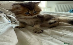British Longhair cats for sale: British Longhair kittens - Image 15