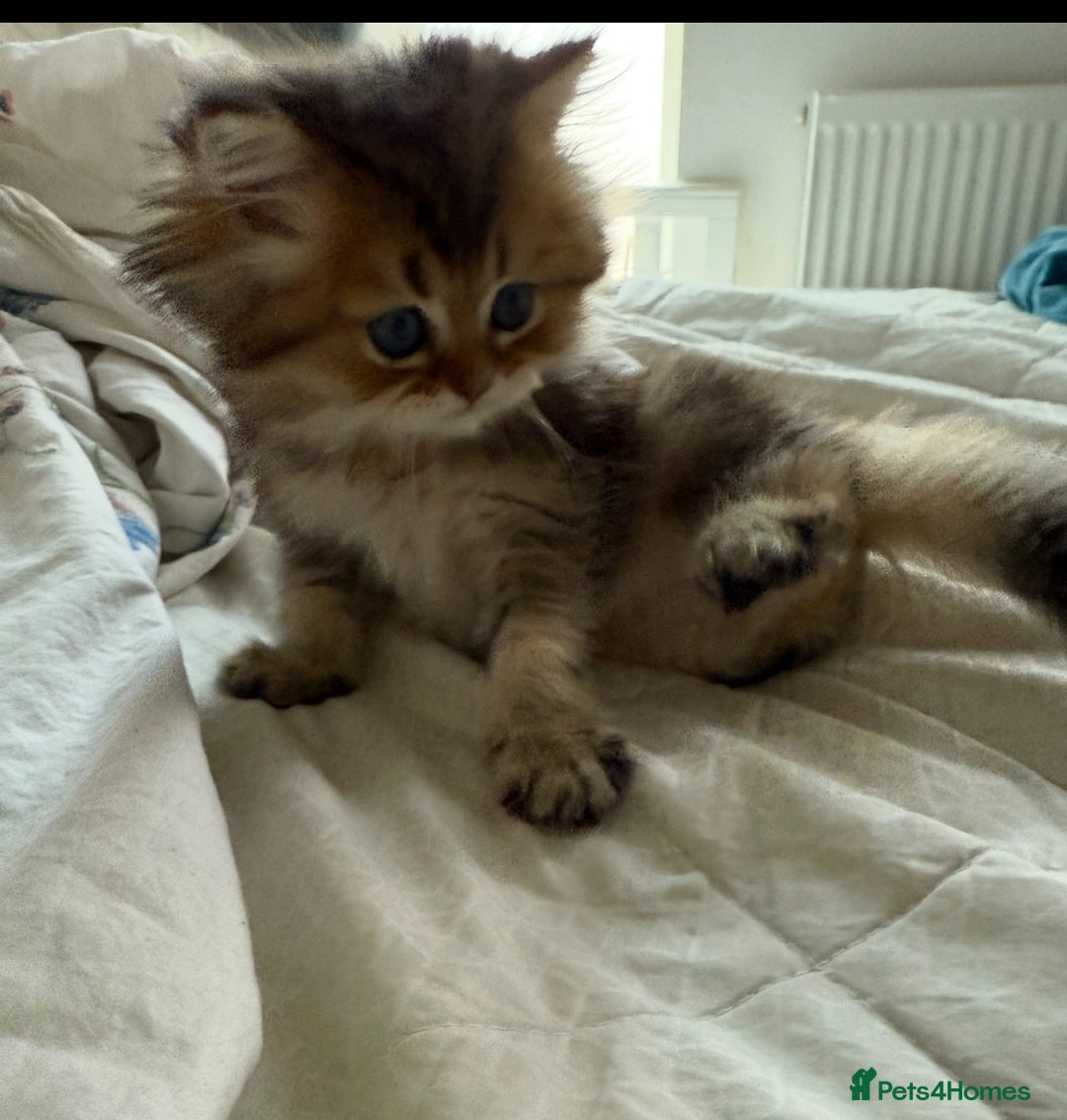 British Longhair cats for sale: British Longhair kittens - Image 15