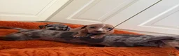 Dachshund dogs for sale: Miniature dachshund - Advert 7