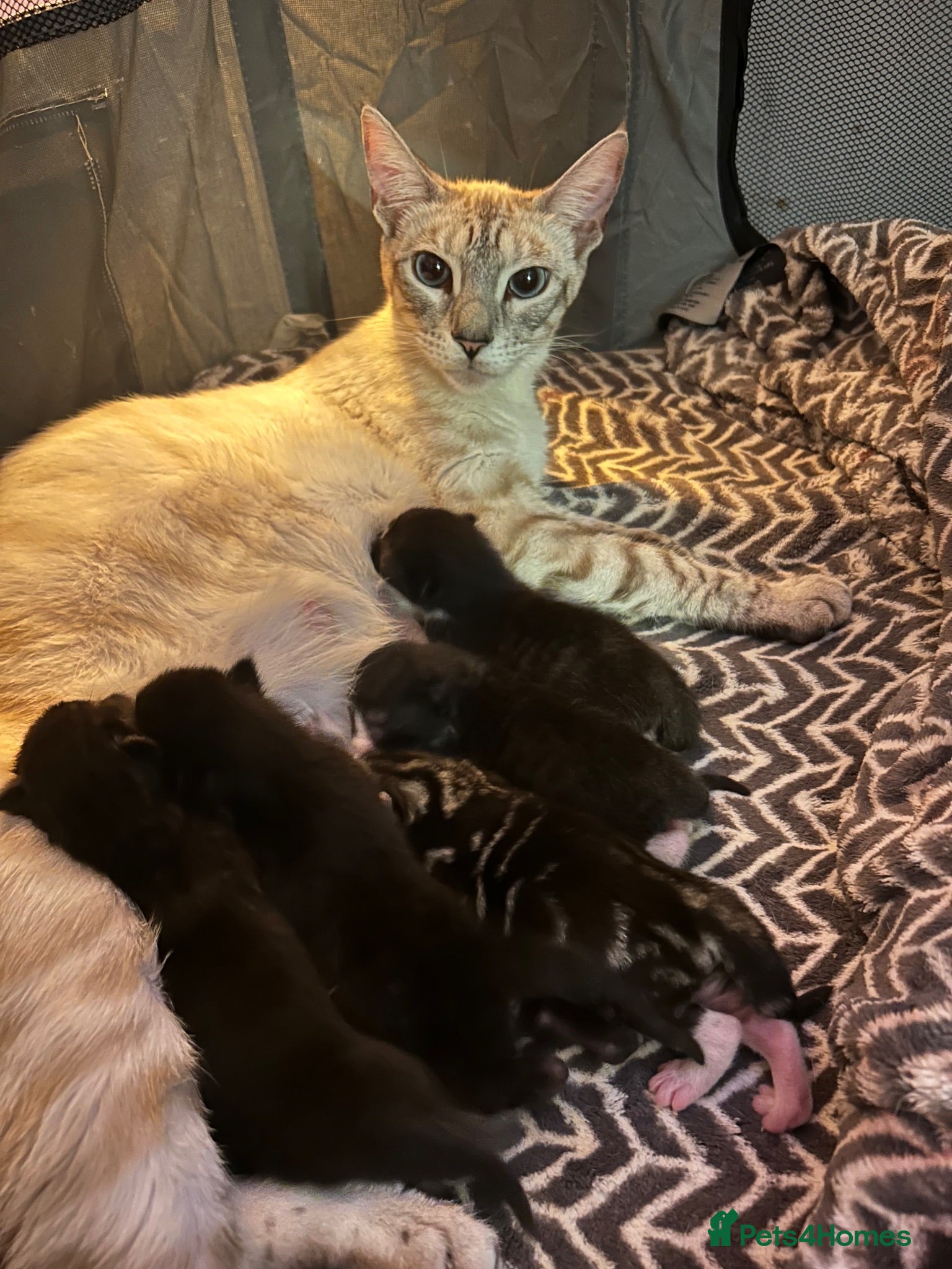 Mixed Breed cats Mixed Bengal Kittens for Sale  - Advert 1