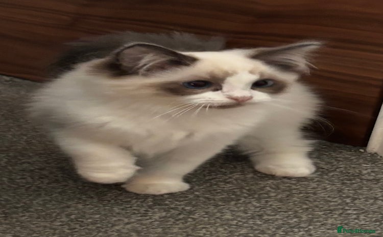 Ragdoll cats - Advert 6