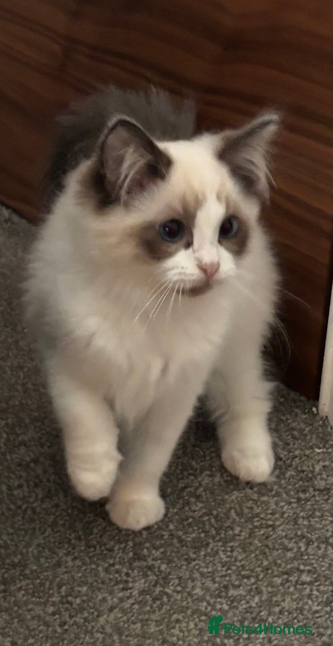 Ragdoll cats for sale: Gccf registered Ragdoll kittens  - Image 6