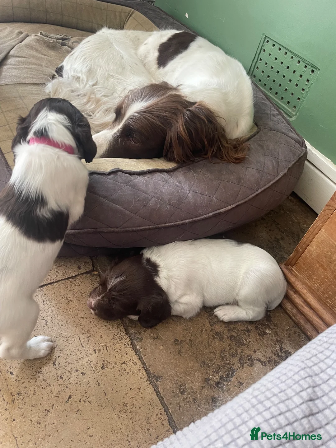 English Springer Spaniel dogs for sale: 1 Boy 1 Girl left out of this fantastic litter in Christchurch - Advert 8