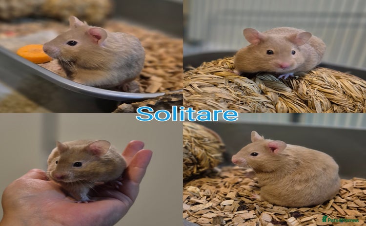Hamster rodents - Advert 2