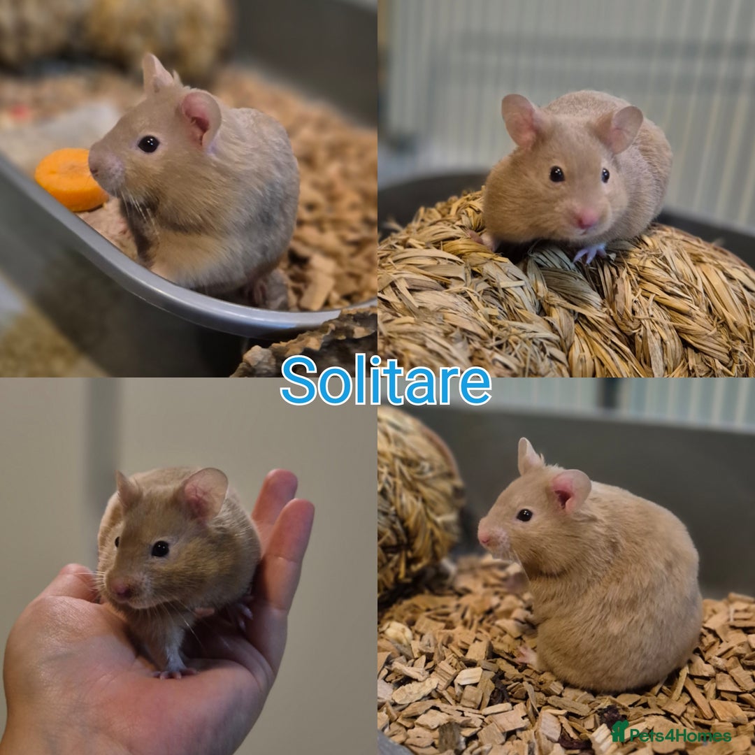 Hamster rodents for sale: 8 week old Male Pedigree Mink Syrian Hamsters - Image 1