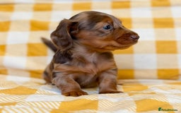 Miniature Dachshund dogs for sale: Long haired dachshund puppie - Advert 10