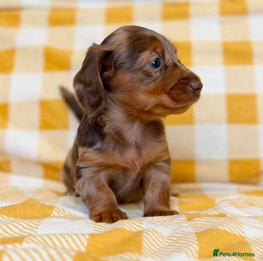 Miniature Dachshund dogs for sale: Long haired dachshund puppie - Advert 10