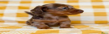 Miniature Dachshund Puppy 1