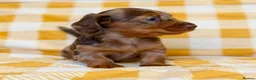Miniature Dachshund dogs for sale: Long haired dachshund puppie - Advert 9