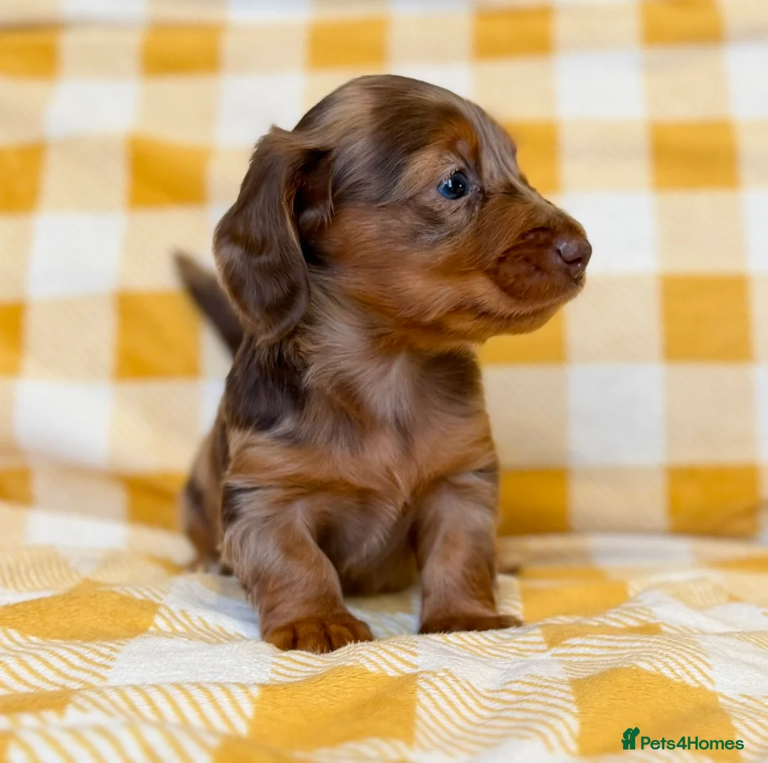 Miniature Dachshund dogs for sale: Long haired dachshund puppie - Advert 9