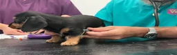 Mixed Breed dogs for sale: Gorgeous cheeky daxi x pups  - Advert 15