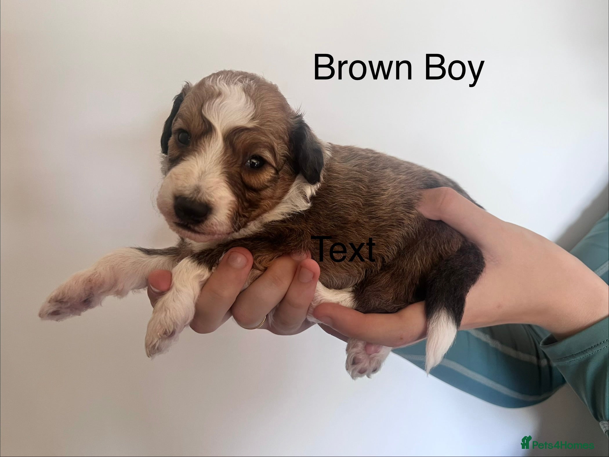 Mixed Breed dogs Lassie/Border Collie X Toy Poodle puppies - Advert 1