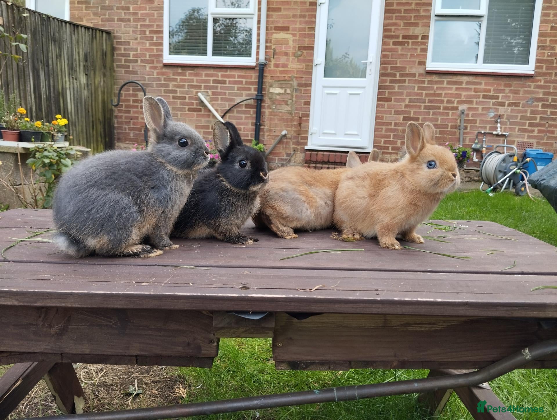 Netherland Dwarf rabbits for sale: Netherland dwarf 8wk, £50 each (CLEARANCE)  - Advert 2