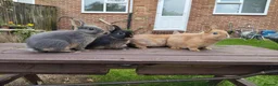 Netherland Dwarf rabbits for sale: Netherland dwarf 8wk, £50 each (CLEARANCE)  - Advert 2