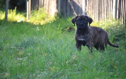 Presa Canario dogs for sale: Presa canario puppies (recognised breeder) - Image 12