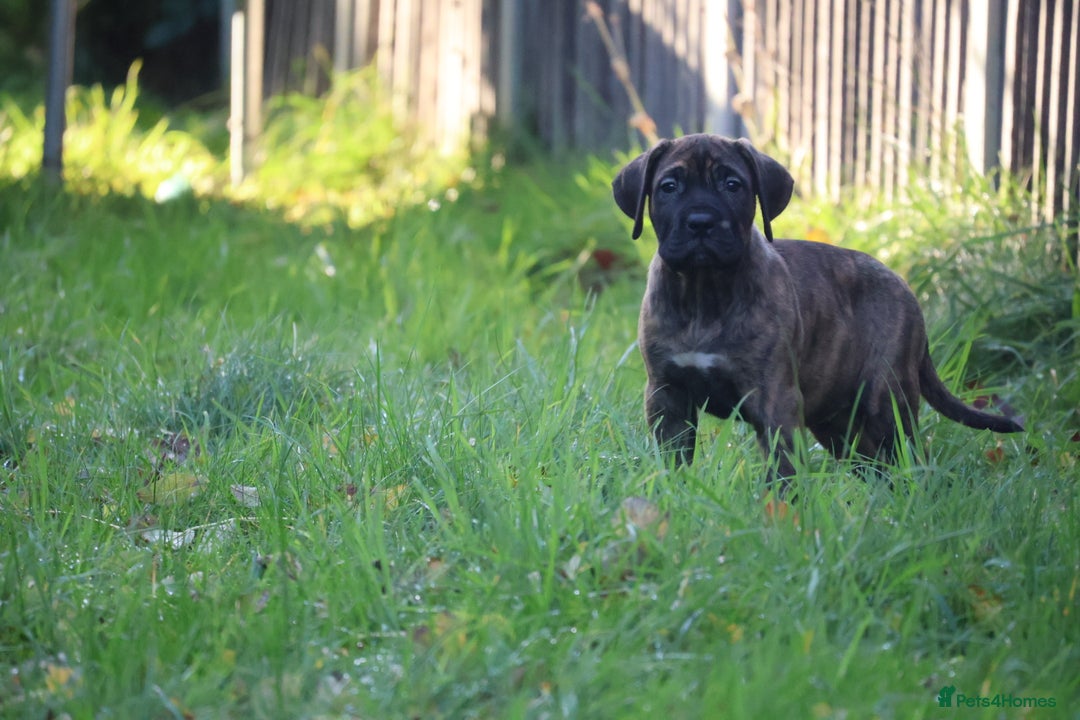 Presa Canario dogs for sale: Presa canario puppies (recognised breeder) - Image 12