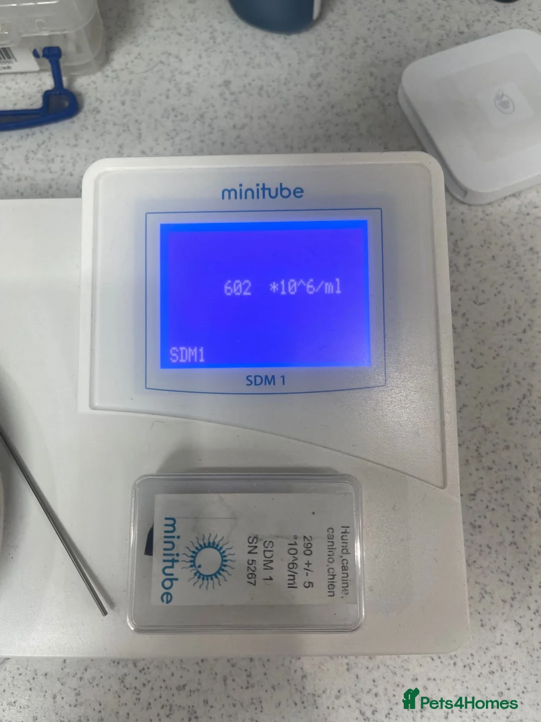 Dogue De Bordeaux dogs for stud: STUD DOGUE  in Camberley - Advert 2