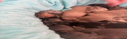 Miniature Dachshund dogs for sale: miniture dachshund puppies!! - Advert 16