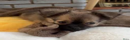 Pomchi dogs for sale: Pomchi puppy 10 weeks old girl  - Advert 5