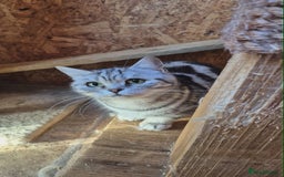 British Shorthair cats for sale: 2 adult British Shorthair girls - Advert 7