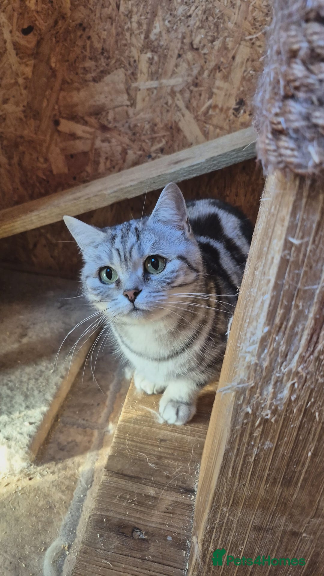 British Shorthair cats for sale: 2 adult British Shorthair girls - Advert 7