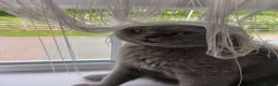 British Shorthair cats for sale: [House Cat] Quiet loving family home for Poppy  - Advert 10