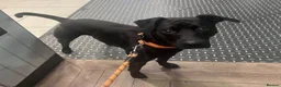 Patterdale Terrier dogs for sale: 3 year old Patterdale terrier  in Jarrow - Advert 12