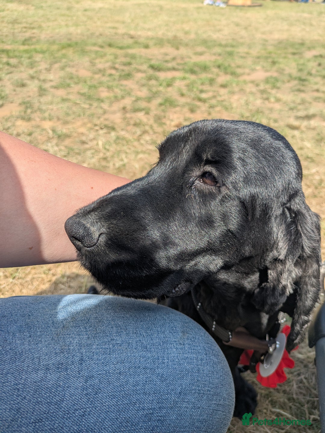 Cocker Spaniel dogs for sale: Handsome Solid Black 4 yr Boy For Retirement  - Image 3