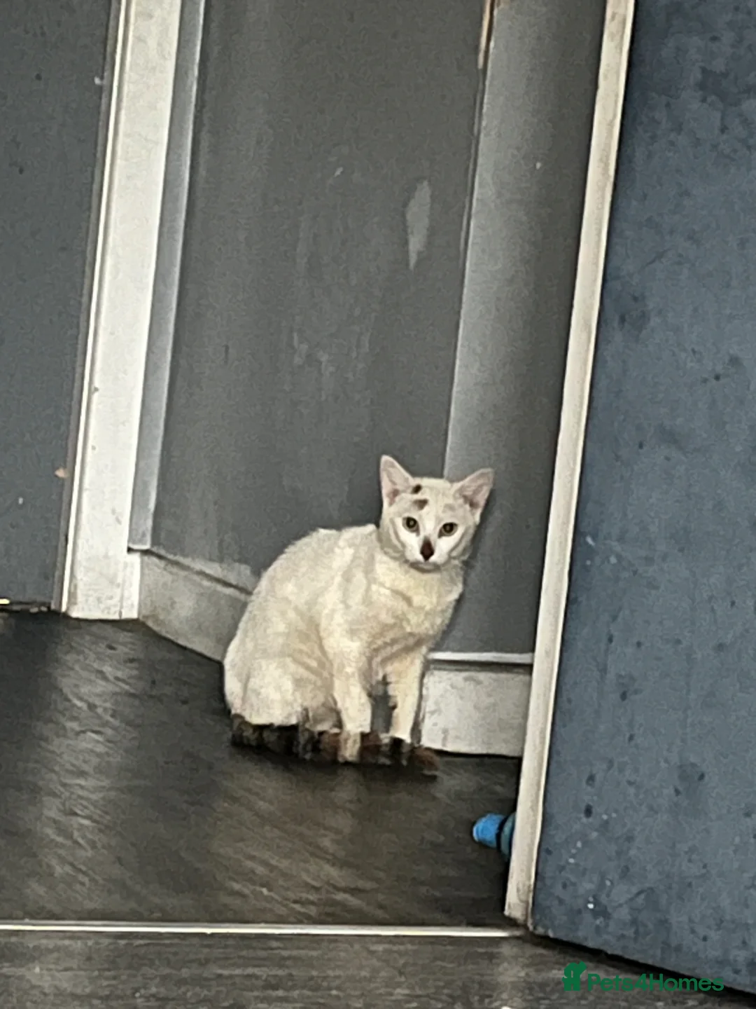 Turkish Angora cats for sale: 🐾 Stunning Mixed Turkish Angora Male 🐾 - Advert 7