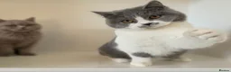 British Shorthair cats for sale: Adorable GCCF REG BSH - ready to leave - Advert 22