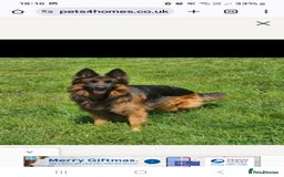 German Shepherd dogs for stud: STUD DOG GERMAN SHEPHERD LONG COAT  in Yeovil - Image 1