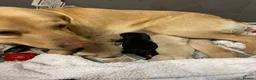 Labrador Retriever dogs for sale: Golden Labrador Pups in Penrith - Advert 8