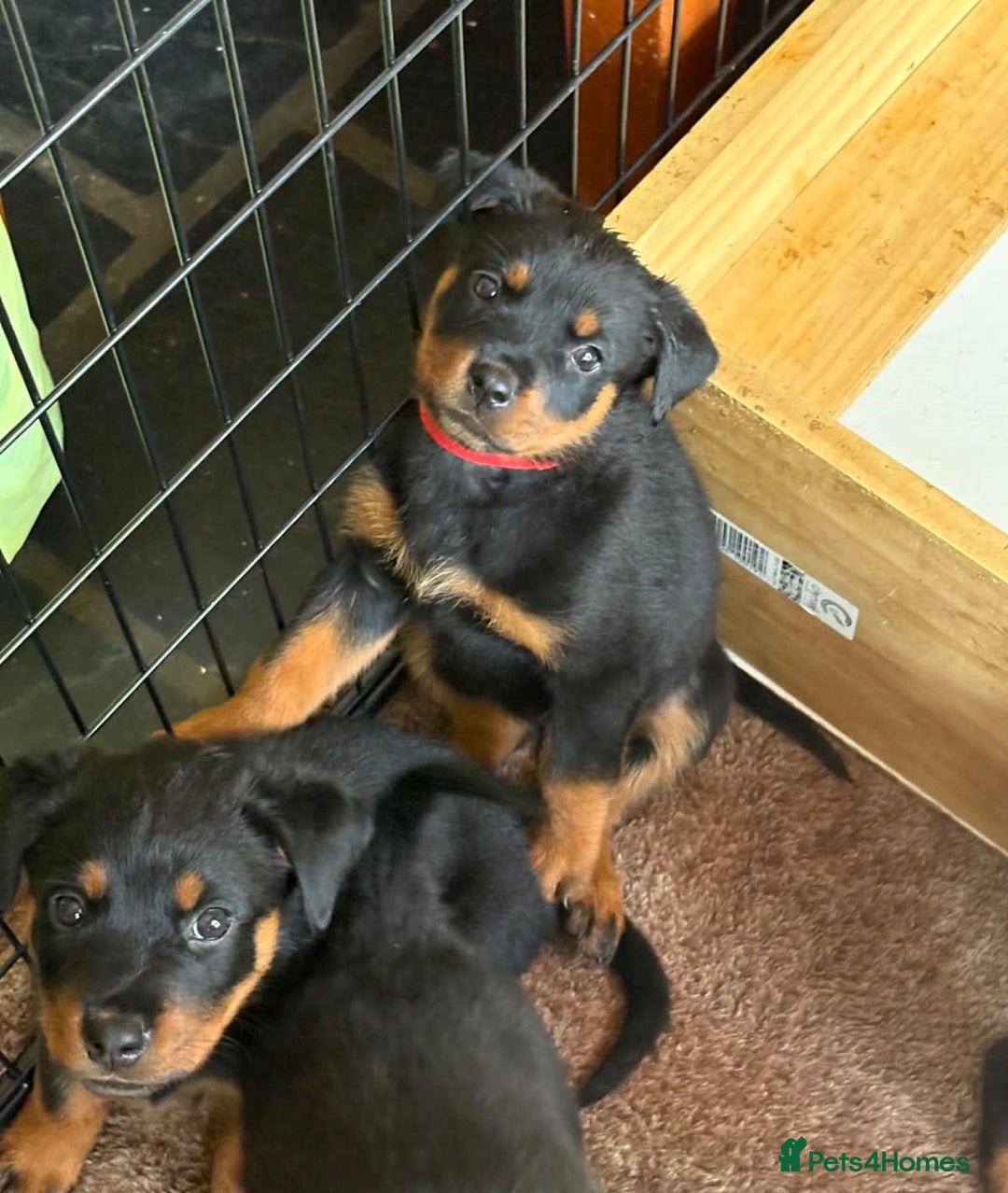 Rottweiler dogs for sale: Adorable healthy Rottweiler pups for nice homes - Advert 3