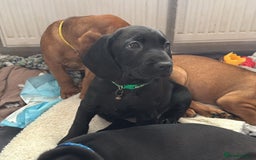 Mixed Breed dogs for sale: Cane corso x spaniel  - Image 4
