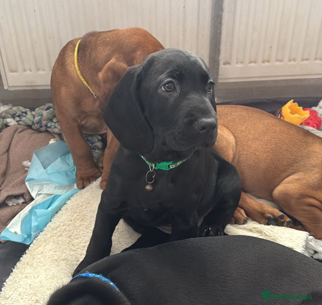 Mixed Breed dogs for sale: Cane corso x spaniel  - Image 4