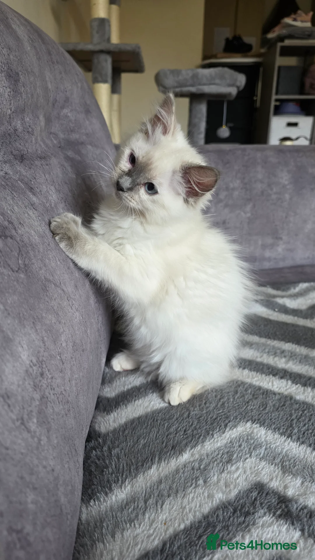 Ragdoll cats for sale: Blue Tortie Ragdoll Kitten - Advert 3