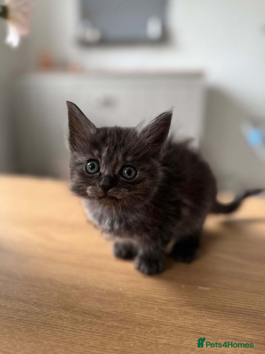 Maine Coon cats for sale: Ragdoll x Maine Coon Kittens 🐱 - Image 9