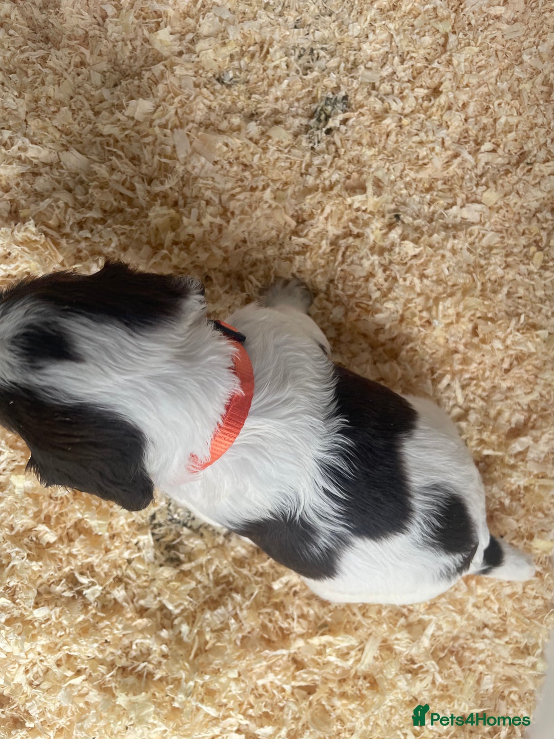English Springer Spaniel dogs for sale: Working English springer spaniel puppies  - Image 11
