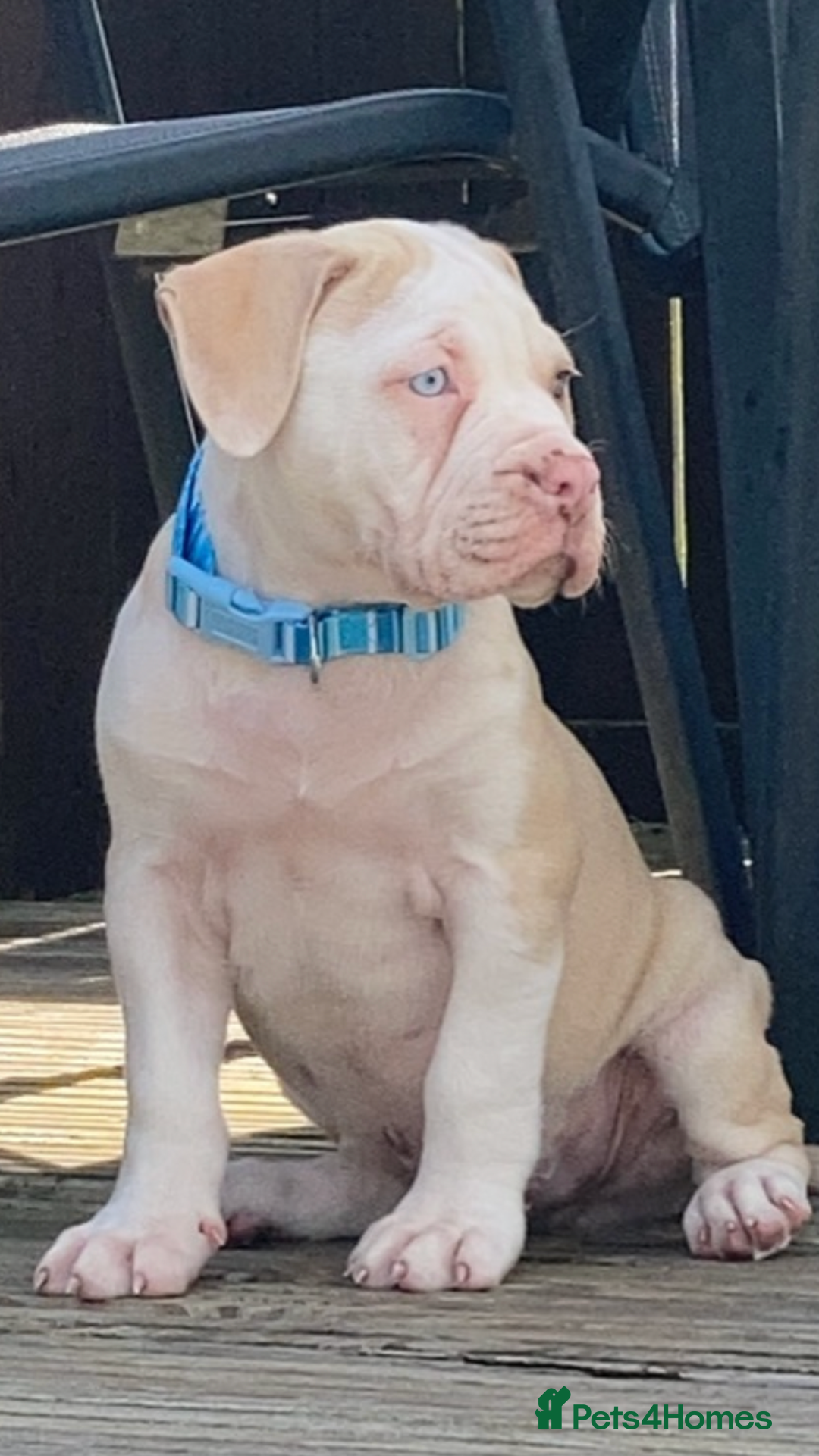 Alapaha Blue Blood Bulldog dogs for stud: Alapaha blue blood bulldog - Advert 6