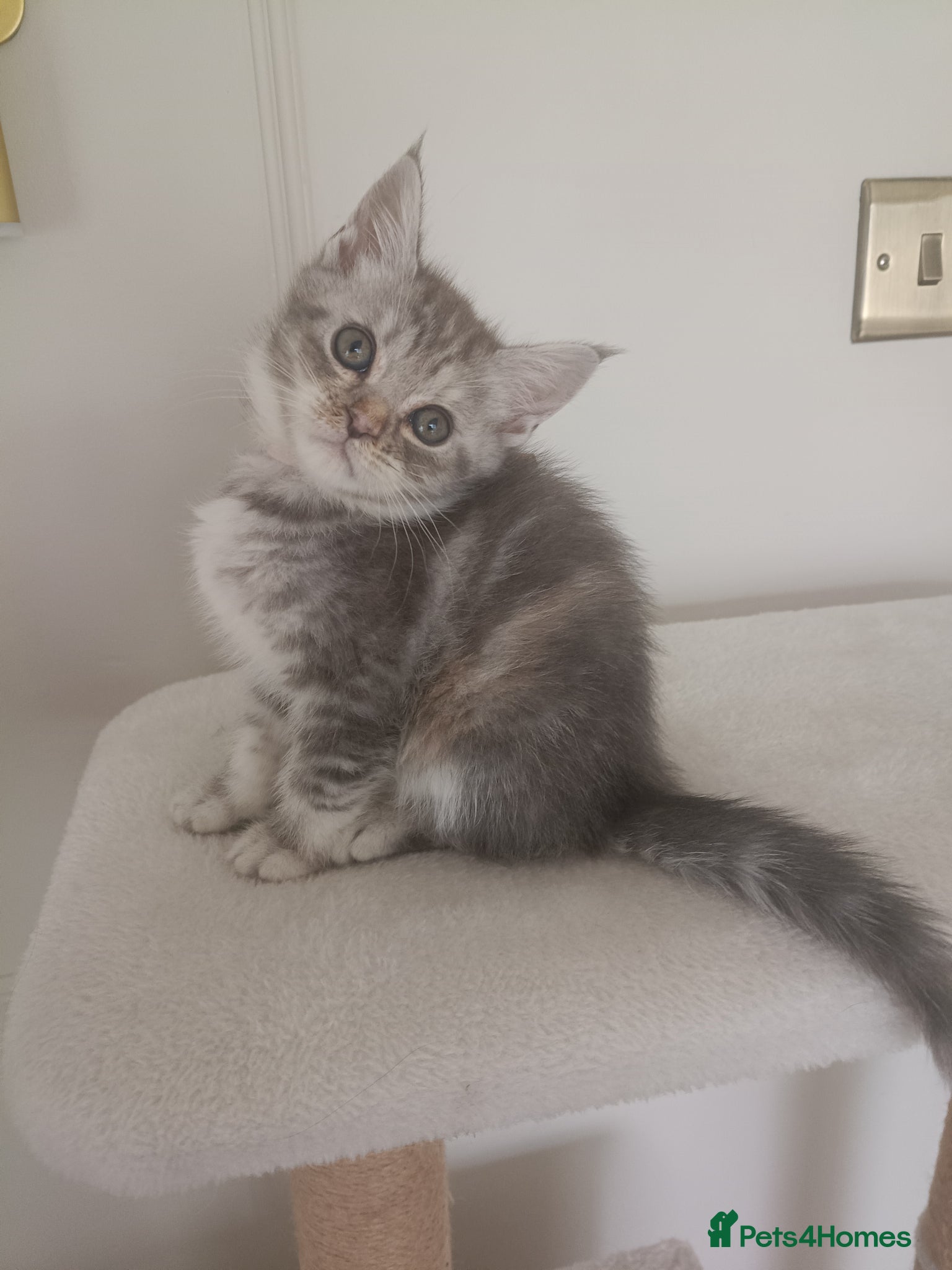 Maine Coon cats Stunning Maine Coon Kittens ONLY 2 GIRLS LEFT ✨😻 - Advert 4