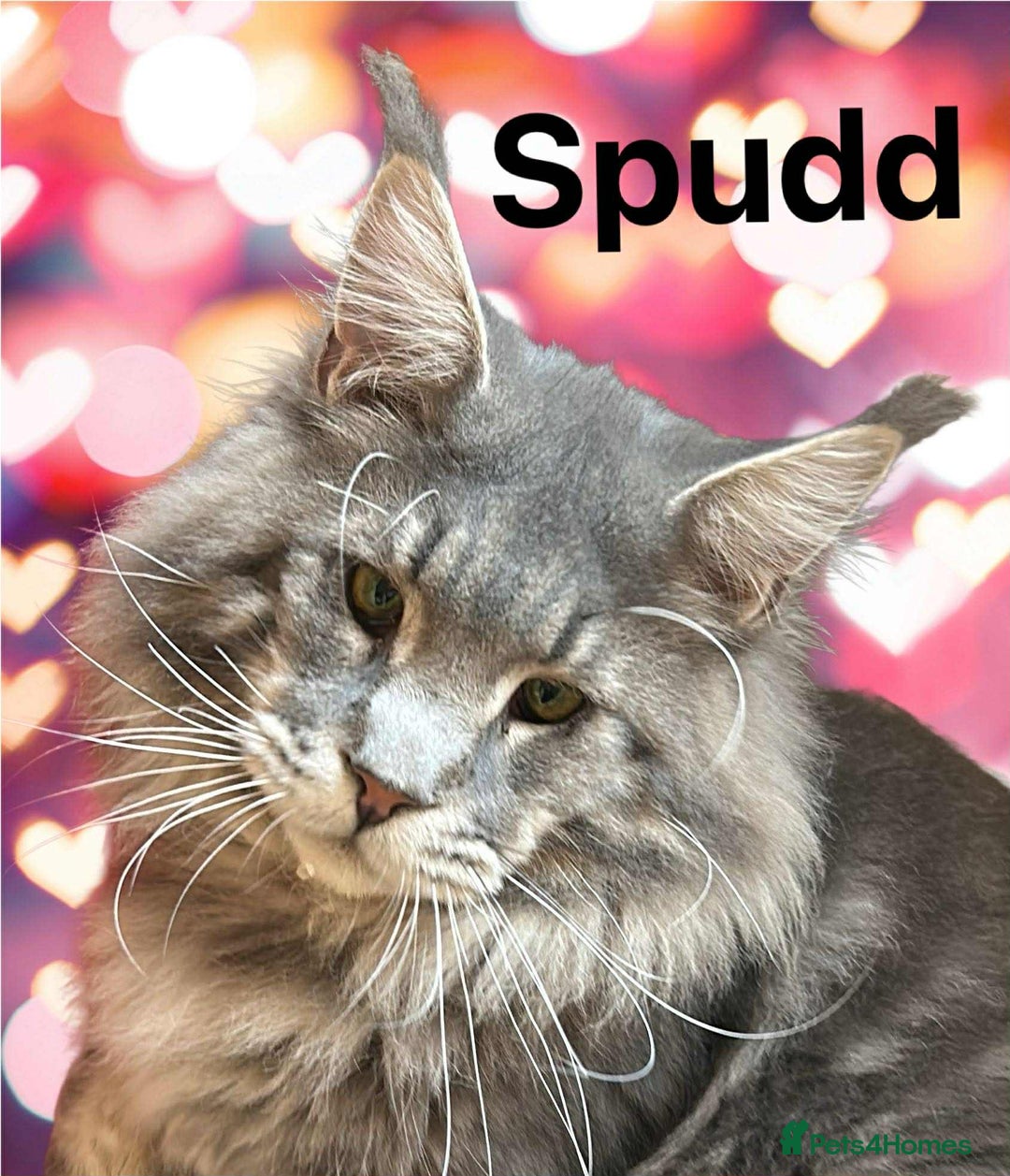 Maine Coon cats for sale: TICA Registered Maine Coon Kittens.  READY NOW  - Advert 13