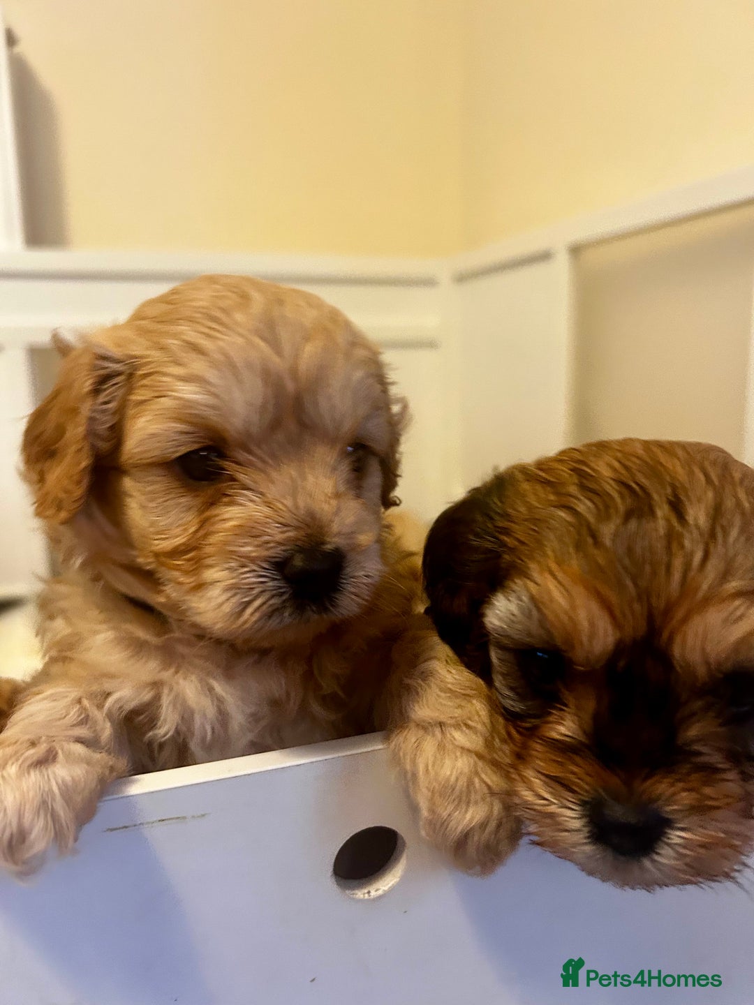 Cavapoochon dogs for sale: Cavapoochons 5 girls 2 boys - Advert 7
