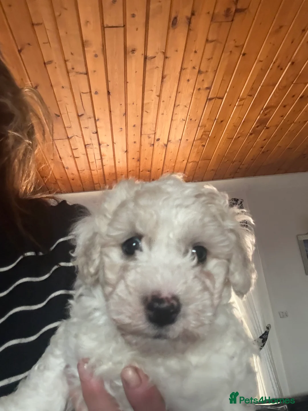 Mixed Breed dogs for sale:  Cavapoochon   - Advert 5